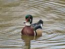 Click image for larger version. 

Name:	wood_duck_1.jpg 
Views:	221 
Size:	133.1 KB 
ID:	4374