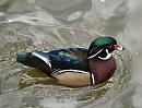 Click image for larger version. 

Name:	wood_duck_2.jpg 
Views:	243 
Size:	158.8 KB 
ID:	4375