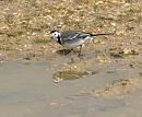 Click image for larger version. 

Name:	Wagtail_reflection.jpg 
Views:	247 
Size:	117.7 KB 
ID:	4417