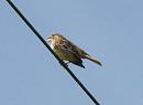 Click image for larger version. 

Name:	Corn_bunting.jpg 
Views:	410 
Size:	75.2 KB 
ID:	4548