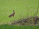 Click image for larger version. 

Name:	hare.jpg 
Views:	278 
Size:	244.5 KB 
ID:	4580