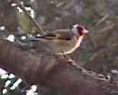 Click image for larger version. 

Name:	Goldfinch.jpg 
Views:	164 
Size:	36.7 KB 
ID:	4693