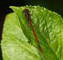 Click image for larger version. 

Name:	large_red_damsel.jpg 
Views:	249 
Size:	188.7 KB 
ID:	4772
