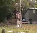 Click image for larger version. 

Name:	Giraffe.jpg 
Views:	400 
Size:	43.5 KB 
ID:	4808