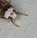 Click image for larger version. 

Name:	Close-up-1-Moth.jpg 
Views:	271 
Size:	289.4 KB 
ID:	5018