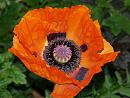 Click image for larger version. 

Name:	Oriental_poppy.jpg 
Views:	181 
Size:	189.7 KB 
ID:	5141
