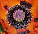 Click image for larger version. 

Name:	Oriental_poppy_1.jpg 
Views:	183 
Size:	270.1 KB 
ID:	5142