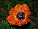 Click image for larger version. 

Name:	Oriental_Poppy_1.jpg 
Views:	199 
Size:	359.6 KB 
ID:	516