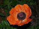 Click image for larger version. 

Name:	Oriental_Poppy_1.jpg 
Views:	229 
Size:	359.6 KB 
ID:	516