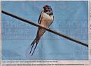 Click image for larger version. 

Name:	Swallow in print.jpg 
Views:	171 
Size:	130.2 KB 
ID:	5163