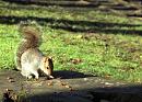 Click image for larger version. 

Name:	Grey-Squirrel.jpg 
Views:	175 
Size:	474.5 KB 
ID:	5168