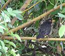 Click image for larger version. 

Name:	08-06-06-3990 - SHRUNK - blackbird.jpg 
Views:	183 
Size:	285.3 KB 
ID:	5214