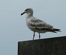 Click image for larger version. 

Name:	Herring Gull - youth - 3432 - cropped - SHRUNK.jpg 
Views:	420 
Size:	340.3 KB 
ID:	534