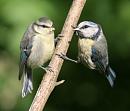 Click image for larger version. 

Name:	blue tits.JPG 
Views:	181 
Size:	84.9 KB 
ID:	5459