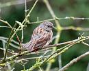Click image for larger version. 

Name:	dunnock.jpg 
Views:	195 
Size:	176.6 KB 
ID:	5637