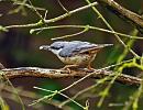 Click image for larger version. 

Name:	nuthatch.jpg 
Views:	2815 
Size:	111.3 KB 
ID:	5638