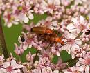 Click image for larger version. 

Name:	Soldier_beetle_ Rhagonycha_fulva_1.jpg 
Views:	171 
Size:	190.5 KB 
ID:	5649