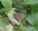 Click image for larger version. 

Name:	ringlet_butterfly.jpg 
Views:	183 
Size:	133.9 KB 
ID:	5727