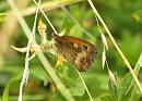 Click image for larger version. 

Name:	meadow_brown.jpg 
Views:	610 
Size:	144.7 KB 
ID:	5767
