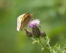 Click image for larger version. 

Name:	meadow_brown_2.jpg 
Views:	561 
Size:	141.1 KB 
ID:	5768