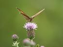 Click image for larger version. 

Name:	meadow_brown_3.jpg 
Views:	575 
Size:	111.5 KB 
ID:	5769