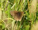 Click image for larger version. 

Name:	meadow_brown_male.jpg 
Views:	623 
Size:	207.5 KB 
ID:	5770