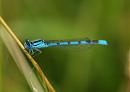 Click image for larger version. 

Name:	azure_damselfly.jpg 
Views:	575 
Size:	67.5 KB 
ID:	5799