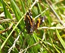 Click image for larger version. 

Name:	red_admiral_1.jpg 
Views:	631 
Size:	226.9 KB 
ID:	5803