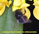 Click image for larger version. 

Name:	BEE TRYING TO EXTRACT POLLEN FROM A SILK FLOWER.jpg 
Views:	194 
Size:	260.4 KB 
ID:	5839