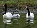Click image for larger version. 

Name:	Black-Necked-Swans.jpg 
Views:	715 
Size:	335.2 KB 
ID:	5877