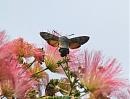 Click image for larger version. 

Name:	hummingbird_hawk_moth_1.jpg 
Views:	373 
Size:	152.4 KB 
ID:	5935