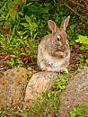 Click image for larger version. 

Name:	Rabbit-looking-like-a-squirrel.jpg 
Views:	616 
Size:	497.8 KB 
ID:	5988