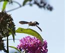 Click image for larger version. 

Name:	hummingbird_hawk_moth_3.jpg 
Views:	338 
Size:	137.0 KB 
ID:	6053