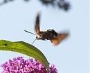 Click image for larger version. 

Name:	hummingbird_hawk_moth_4.jpg 
Views:	308 
Size:	156.7 KB 
ID:	6054