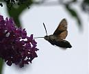 Click image for larger version. 

Name:	hummingbird_hawk_moth_7.jpg 
Views:	279 
Size:	110.0 KB 
ID:	6057