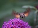 Click image for larger version. 

Name:	hummingbird_hawk_moth_8.jpg 
Views:	285 
Size:	131.9 KB 
ID:	6058