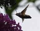 Click image for larger version. 

Name:	hummingbird_hawk_moth_11.jpg 
Views:	341 
Size:	98.5 KB 
ID:	6061