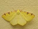 Click image for larger version. 

Name:	brimstone_moth.jpg 
Views:	232 
Size:	131.9 KB 
ID:	6062