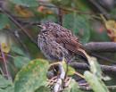 Click image for larger version. 

Name:	Dunnock.jpg 
Views:	459 
Size:	110.3 KB 
ID:	6229