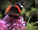 Click image for larger version. 

Name:	Red Admiral.jpg 
Views:	174 
Size:	33.2 KB 
ID:	6354