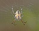 Click image for larger version. 

Name:	spider_2.jpg 
Views:	190 
Size:	113.2 KB 
ID:	6569