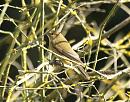 Click image for larger version. 

Name:	chiffchaff_bath_3.jpg 
Views:	170 
Size:	245.0 KB 
ID:	6581