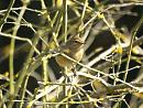 Click image for larger version. 

Name:	chiffchaff_bath_4.jpg 
Views:	166 
Size:	200.7 KB 
ID:	6582