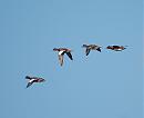 Click image for larger version. 

Name:	Wigeon DSC_0036.JPG 
Views:	179 
Size:	70.6 KB 
ID:	6611