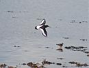 Click image for larger version. 

Name:	Oystercatcher DSC_0294.JPG 
Views:	165 
Size:	115.4 KB 
ID:	6690