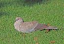 Click image for larger version. 

Name:	Collard Dove.JPG 
Views:	177 
Size:	273.9 KB 
ID:	6717