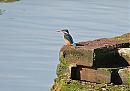 Click image for larger version. 

Name:	Kingfisher DSC_0186.jpg 
Views:	205 
Size:	148.5 KB 
ID:	6726