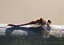 Click image for larger version. 

Name:	Common Darter DSC_0049.jpg 
Views:	186 
Size:	108.5 KB 
ID:	6733