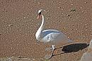 Click image for larger version. 

Name:	Mute Swan DSC_0006.jpg 
Views:	202 
Size:	307.1 KB 
ID:	6734