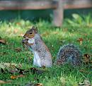 Click image for larger version. 

Name:	Grey Squirre DSC_0001.jpg 
Views:	149 
Size:	223.5 KB 
ID:	6804